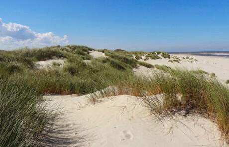 duenen-strand-baltrum Dünen am Strand von Baltrum